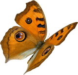 large butterfly